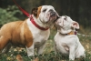Noruega prohíbe la cría de dos razas de perros por considerarlo “sufrimiento animal”