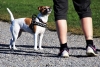 Alemania propone polémica ley que obligaría a pasear a los perros dos veces al día