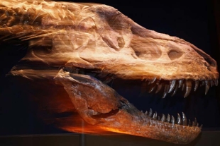 ¡No era uno, sino tres! científicos aseguran varios tipos de Tyrannosaurus Rex