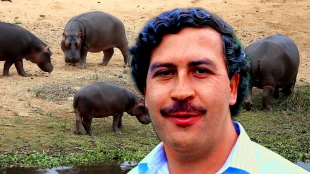 Gobierno de Colombia esteriliza a “narco-hipopótamos” de Pablo Escobar