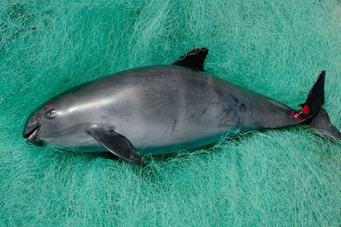 Gobierno abandona a la vaquita marina, especie en peligro de extinción