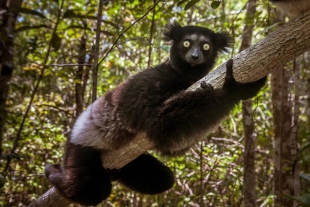Los lémures Indri podrían compartir el sentido del ritmo con los seres humanos