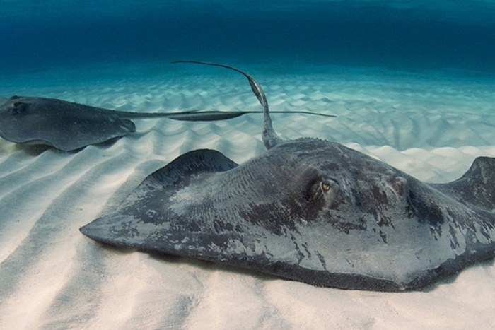 Mantarrayas realizan una especie de danza en Bahía de Tampa