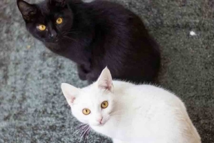 Protectoras de animales piden resguardar a gatos blancos y negros por ritos en Halloween