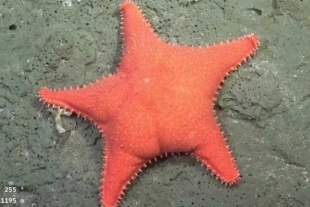 ¿Qué tan cierto es que las estrellas de mar pueden tener glúteos?