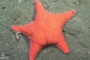 ¿Patricio, eres tú? Encuentran singular estrella de mar con “trasero”
