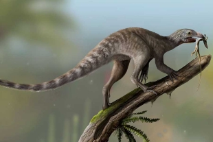 Fósil desenterrado en Brasil da pistas de cómo eran los antepasados de los dinosaurios