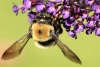 Estados Unidos pierde el 90% de sus abejorros, especie clave para la polinización