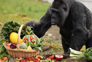 ¡Sigue haciendo historia! “Fatou”, la gorila más longeva del mundo, cumple 66 años