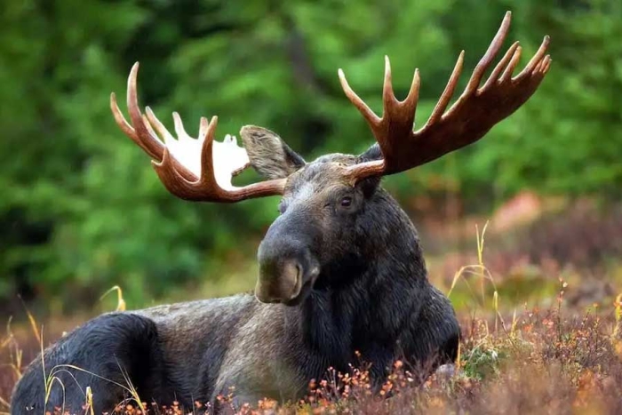 ¿Por qué los alces en Canadá están lamiendo llantas de coches? Checa la extraña razón