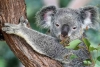 El koala está funcionalmente extinto, afirma ONG