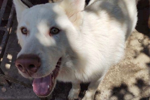 Pequeño no pierde la esperanza en recuperar a su perrito