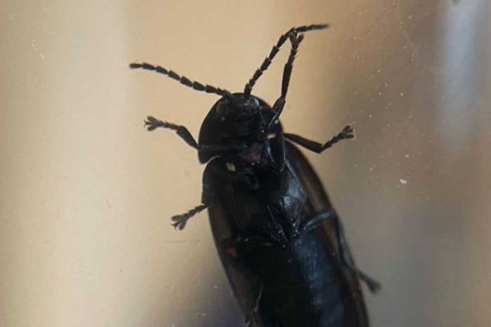 Photinus ximutiwi: descubren una segunda especie de luciérnaga endémica del Edomex