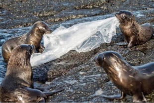 ¡Alerta! Las Islas Galápagos están cada vez más amenazadas por los desechos plásticos