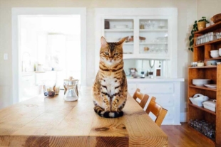 ¿Cuánto tiempo pueden quedarse solos los gatos en casa? la ciencia responde