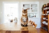 ¿Cuánto tiempo pueden quedarse solos los gatos en casa? la ciencia responde