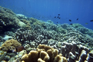 La plantación de nuevos corales en arrecifes dañados puede provocar la rápida recuperación de estos ecosistemas en tiempo récord
