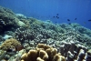 ¡UN ÉXITO! Plantación de corales provoca la recuperación de arrecifes en tiempo récord