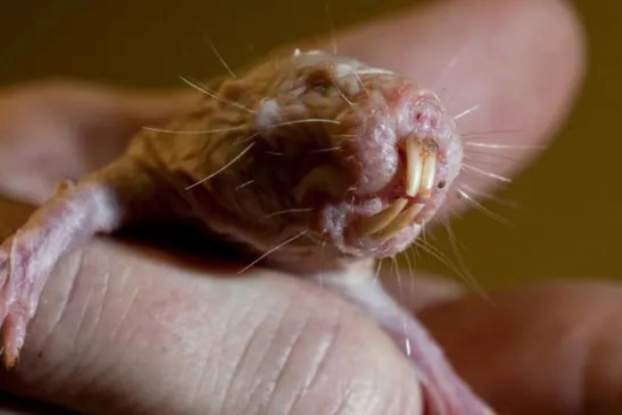 Adn de ratas calvas podría revelar el secreto genético para una vida larga