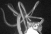 Captan calamar gigante emergiendo del Golfo de México