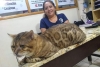 “Andrés”, el gato bengalí que fue confundido con un leopardo en Tampico