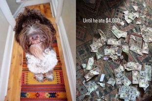 ¡Ups! Perro con gran apetito se come 4 mil dólares y deja en shock a sus dueños