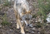 Avistan un lobo gris en Francia luego de cien años