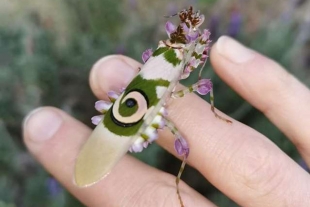 Mujer fotografía una “mantis floral”; tan bello como una joya