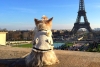 Diputados muestran apoyo a las primeras normas europeas para el bienestar de perros y gatos