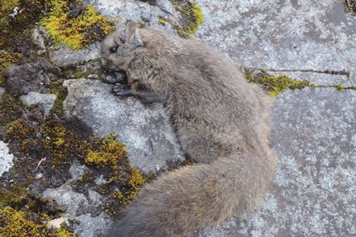 Científicos descubren nuevas especies de ardillas voladoras gigantes en el Himalaya