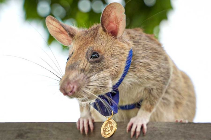 ¡Hasta pronto! murió “Magawa”, la rata que salvó vidas por rastrear minas en Camboya