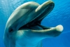 Estudio descubre que los delfines son diestros