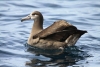 Baja California; nuevo refugio del Albatros patas negras