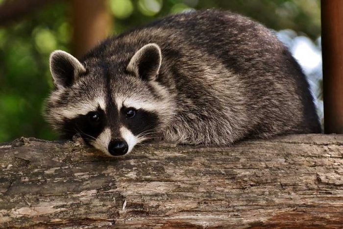 ¡Insólito! Mujer lleva su mapache a tienda de mascotas y termina sacrificado