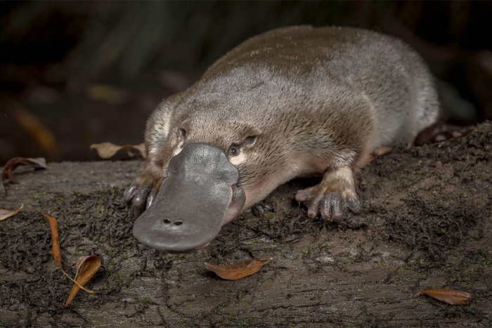 ¡Insólito! Científicos descubren que los ornitorrincos pueden brillar en la oscuridad