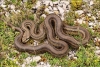 Descubren increíble forma de moverse de una serpiente en Guam