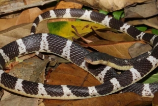 Bungarus suzhenae, la nueva especie de serpiente altamente venenosa