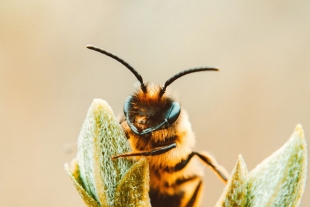 Encuentran 4 abejas vivas en el ojo de una mujer