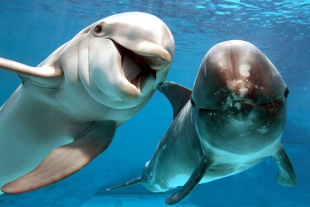 Evolución de los delfines y su adaptación para reproducirse en el agua