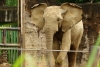 Zoológico de Polonia tratará el estrés de sus elefantes con cannabis medicinal