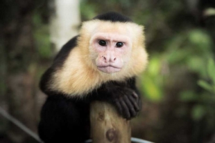 El secreto de la larga vida del mono capuchino