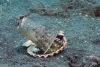 Buzos liberan a pulpo que vivía en un vaso de plástico y le dan un nuevo hogar