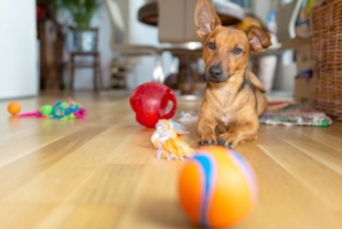 Diviértete con tu perro sin salir de casa con estos juegos