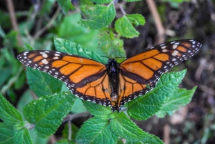 Mariposa Monarca, todavía sin repunte en su llegada al Edoméx