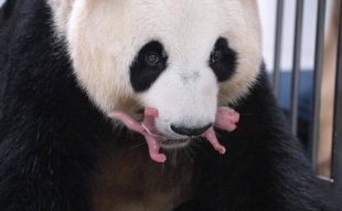 Nacimiento de gemelas panda hace historia en Corea del Sur; descubre por qué