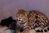 ¡Nuevos habitantes! Nacen tres cachorros de jaguar en el Zoológico de Chapultepec