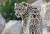 Así conquistaron los leopardos de las nieves dos continentes en la edad de hielo