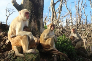 Monos salvajes se vuelven más solidarios tras catástrofes