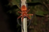 ¡De miedo! Sale a la luz una nueva especie de araña cangrejo gigante