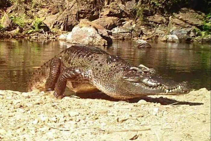 Captan en fotografía a cocodrilo de una especie casi extinta